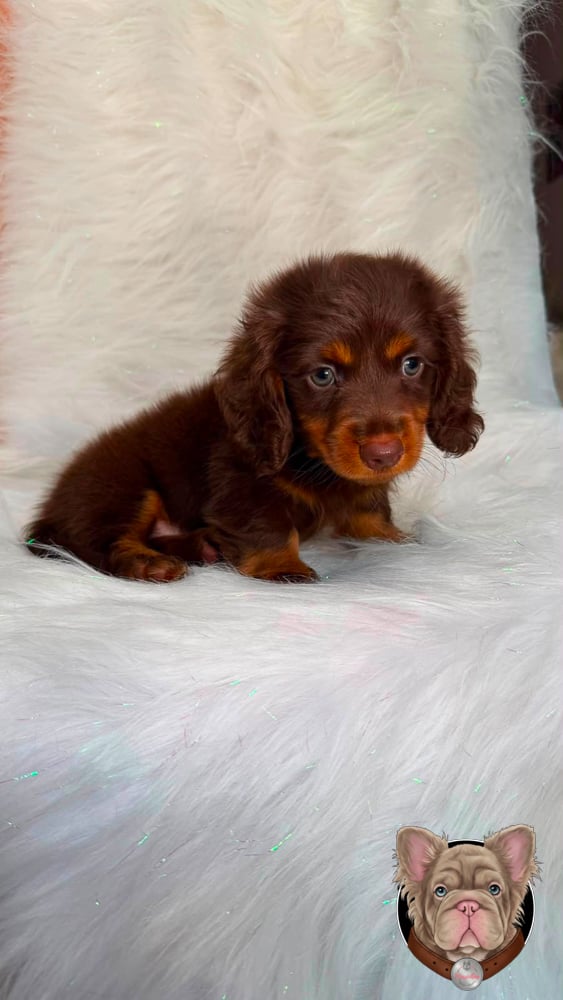 Cachorro teckel de pelo largo chocolate y fuego recostado.