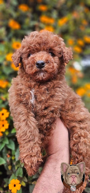 Cachorro Poodle de hocico corto mirando de frente entre girasoles