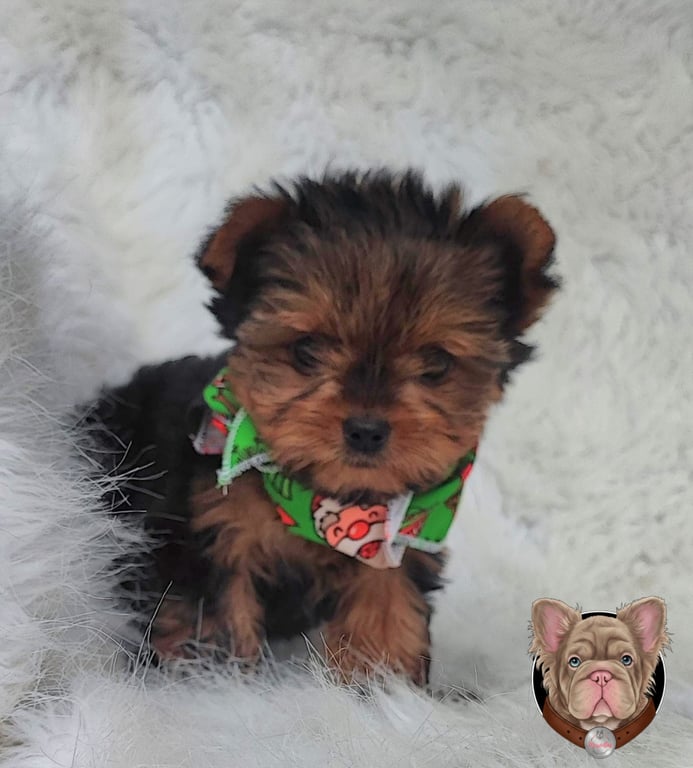 Yorkshire Terrier cachorro visto desde angulo superior sobre fondo blanco