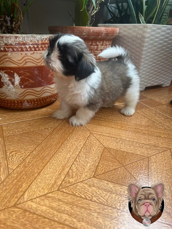 Cachorro Shih Tzu gris y blanco de pie sobre un piso de madera en interior
