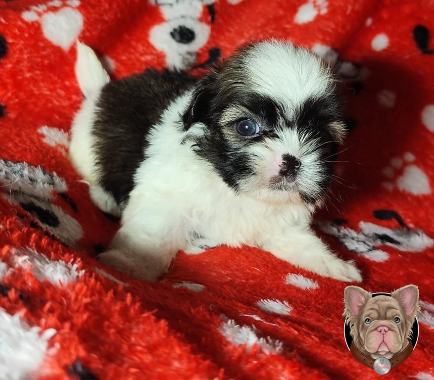 Dos cachorros Shih Tzu blanco y negro recostados sobre una manta roja