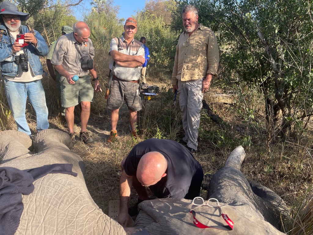An elephant getting collared