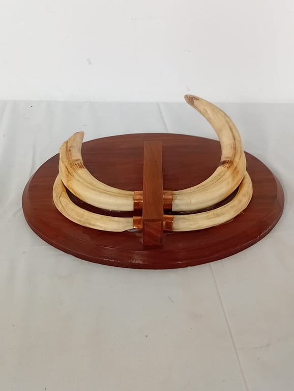 Mounted Set Of Worthog Tusks