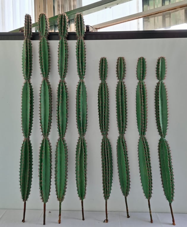 Set of Decorative Artificial Cactus Stems