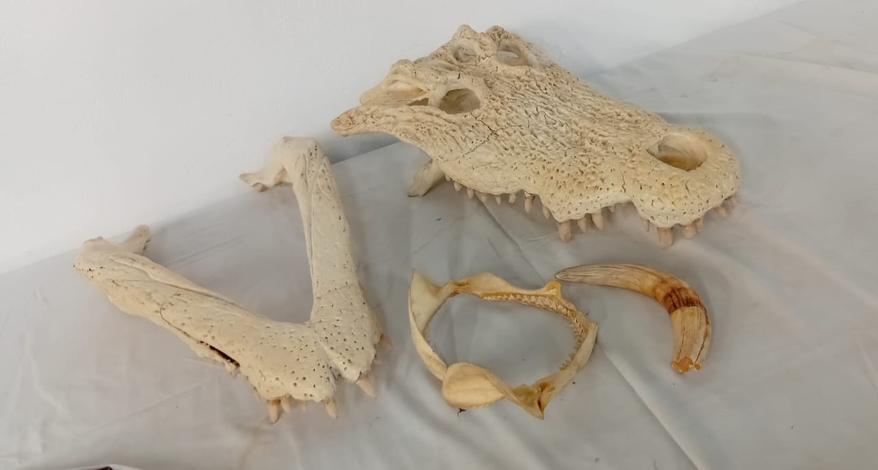 Crocodilian Skull