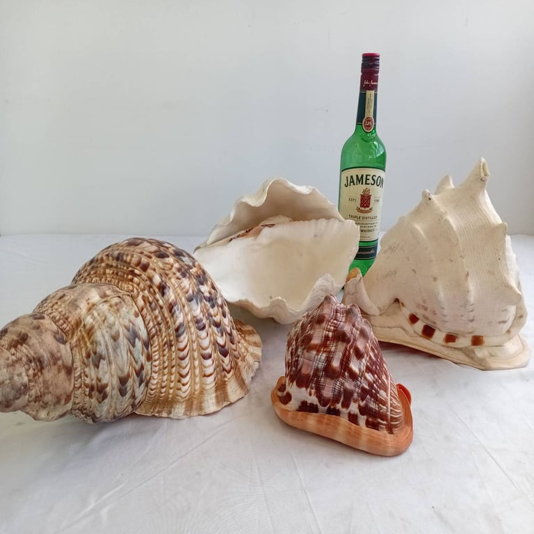 Large Seashells