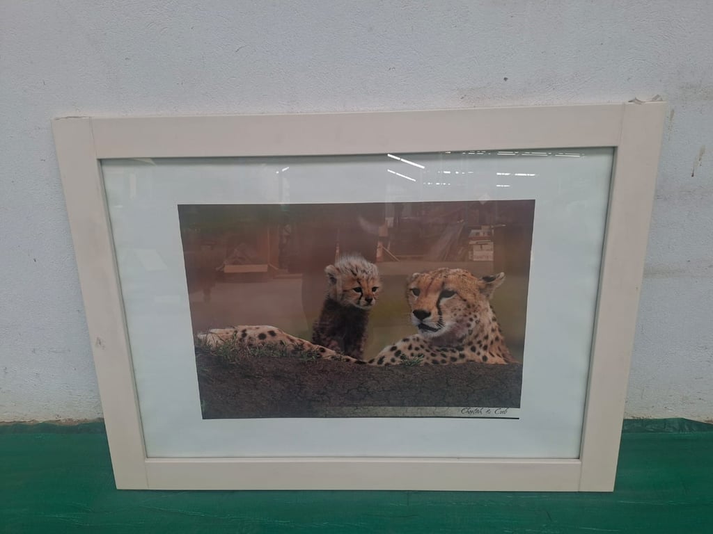Framed Animal Prints (9)