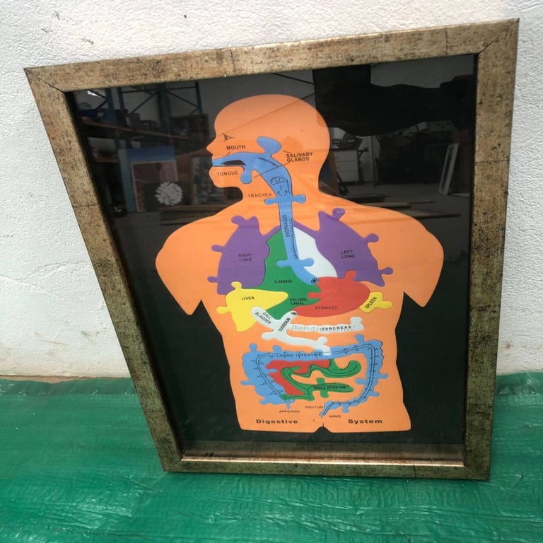 Framed Human Body Digestive System Puzzle
