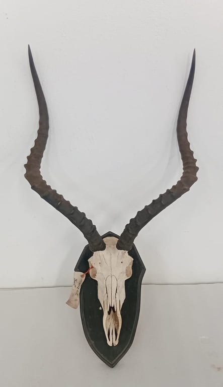 Mounted Skull