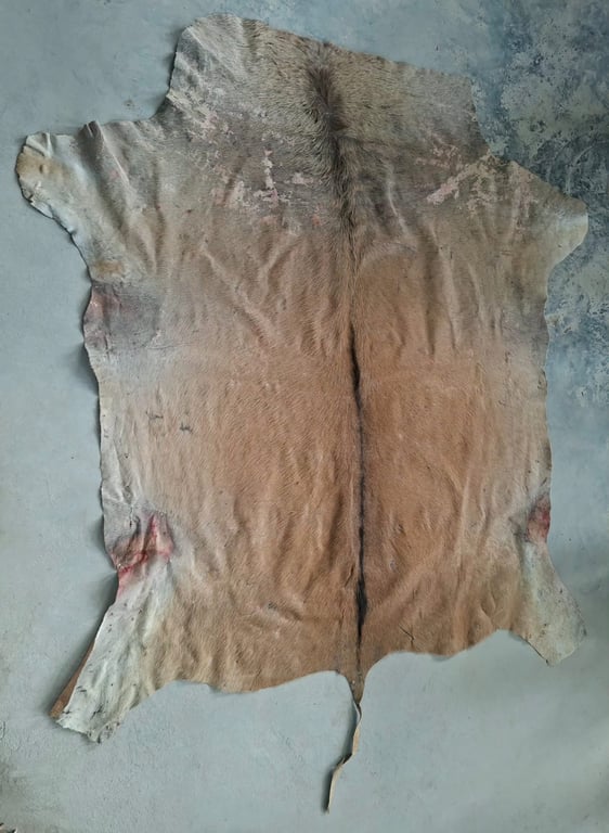 Natural Tanned Animal Hide with Tail