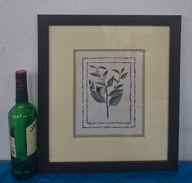 Framed Antique Botanical Print