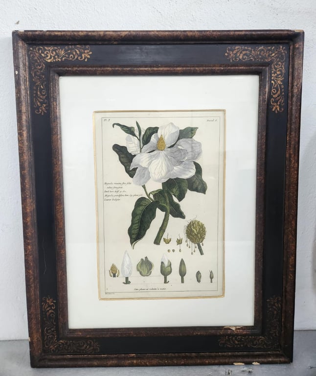 Antique-Style Botanical Engraving – Magnolia Illustration (Framed)