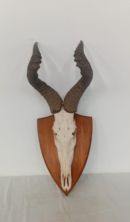 Mounted Skull