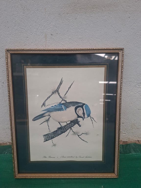 Framed Bird Prints (16)