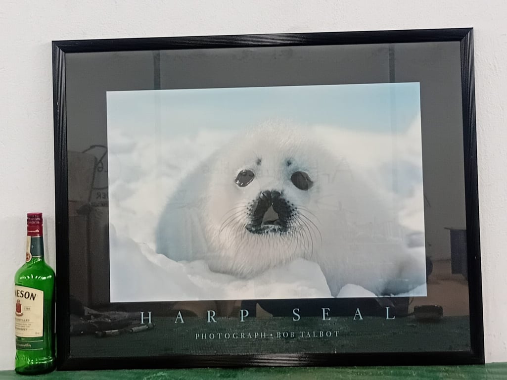 Framed Wildlife Photograph – Harp Seal (Photograph by Bob Talbot)