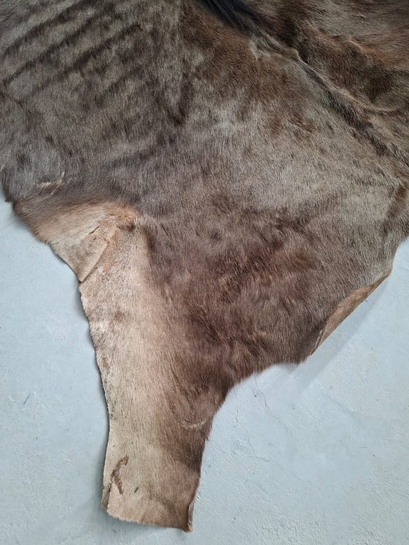 Tanned Wildebeest Hide