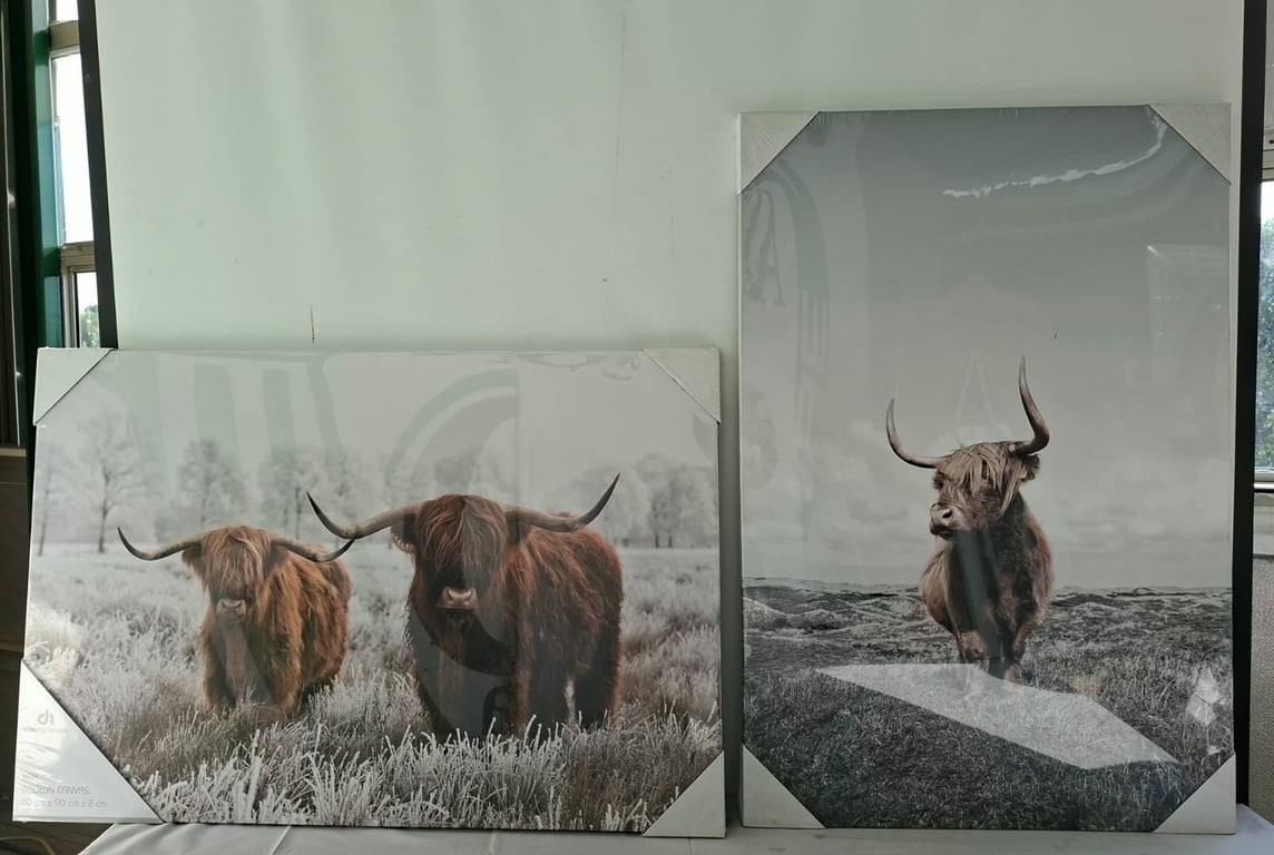 Highland Cattle Canvas Prints.