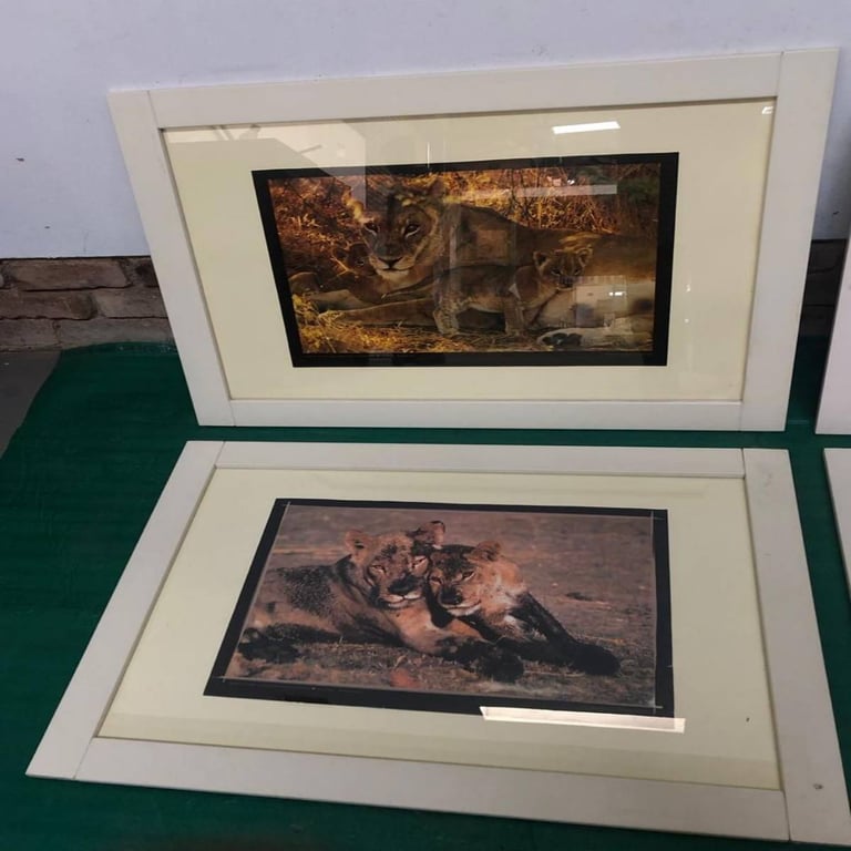4 X Framed Wildlife Prints
