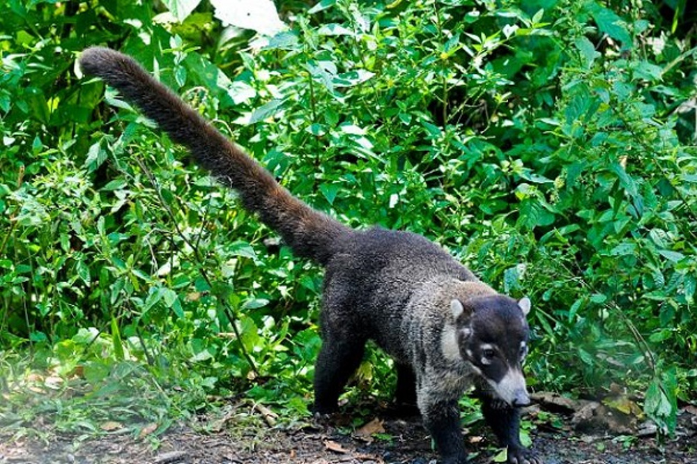 imagen de biodiversidad en rincón de la vieja