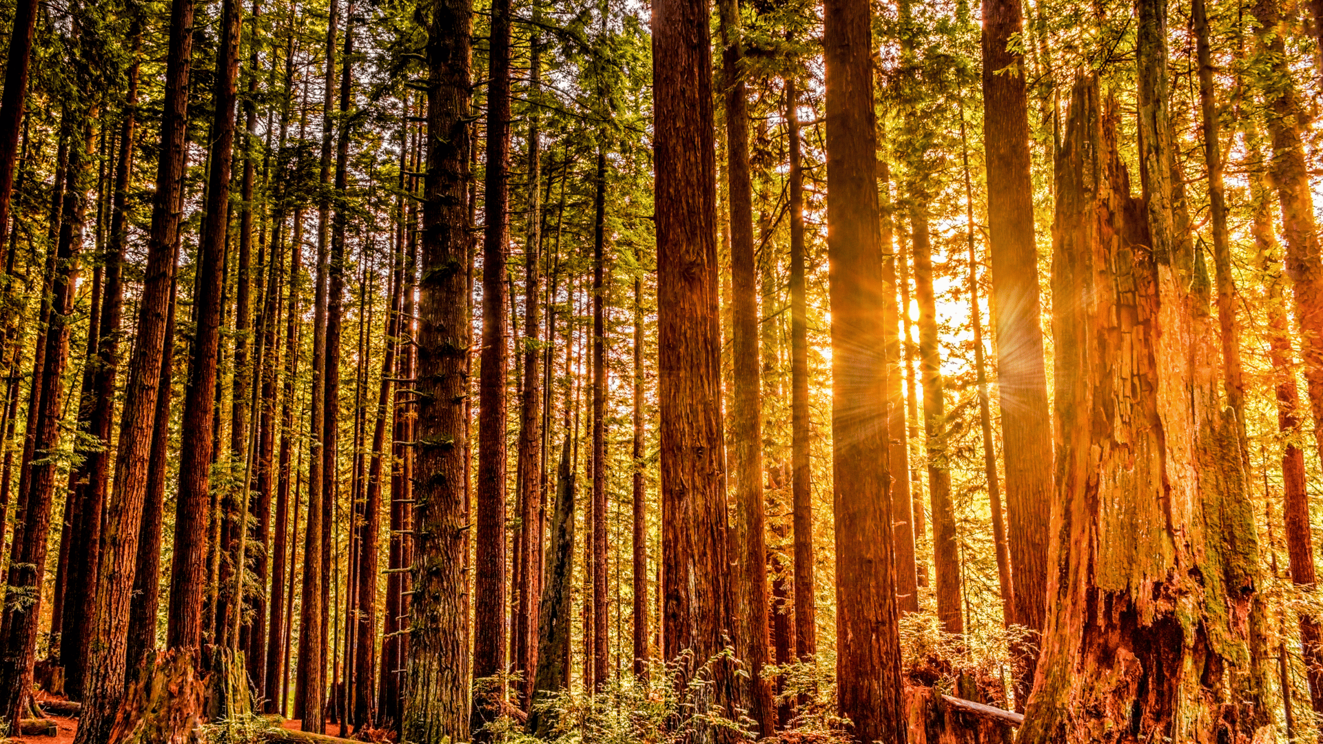 Redwood National Park