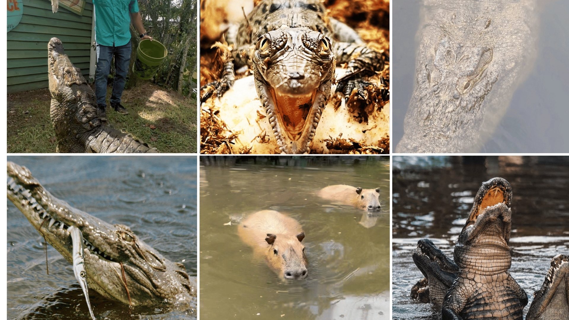 Gatorland