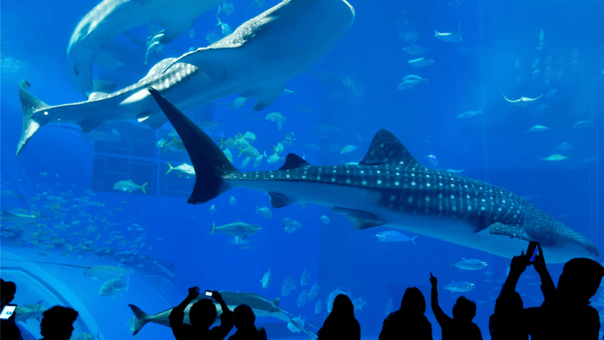 The Best Aquariums in California