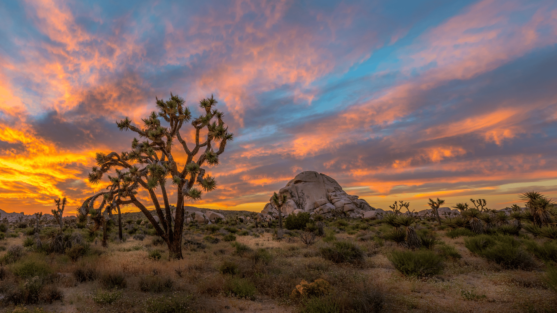 Joshua Tree