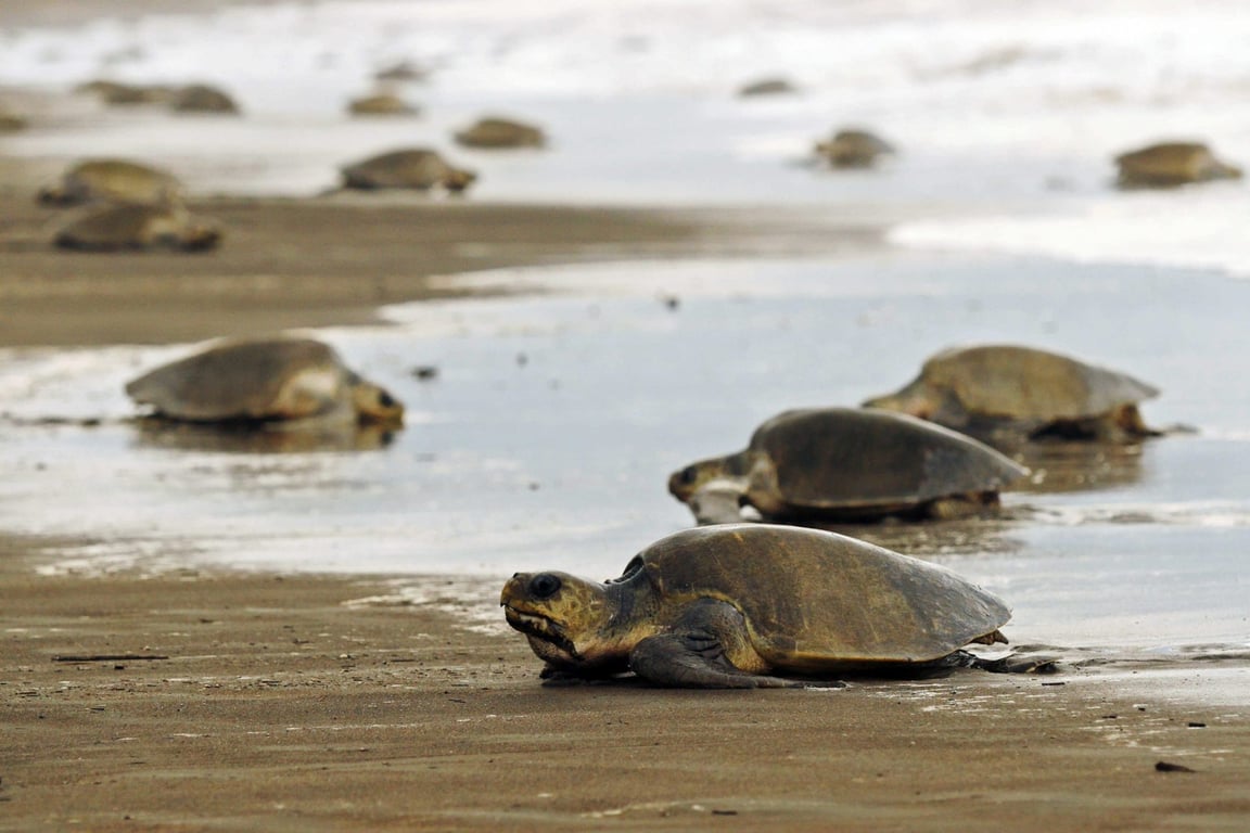imagen de parque nacional tortuguero