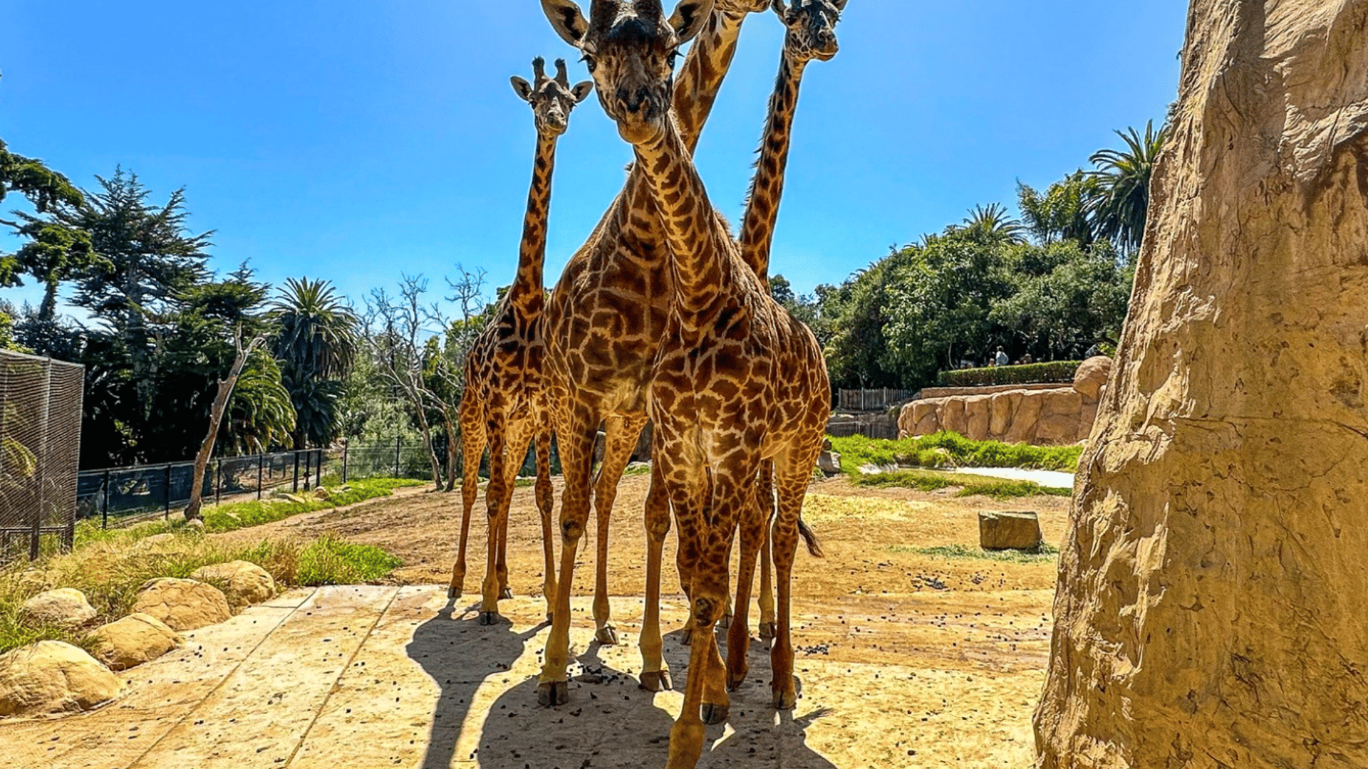 The Best Zoos in the State of California