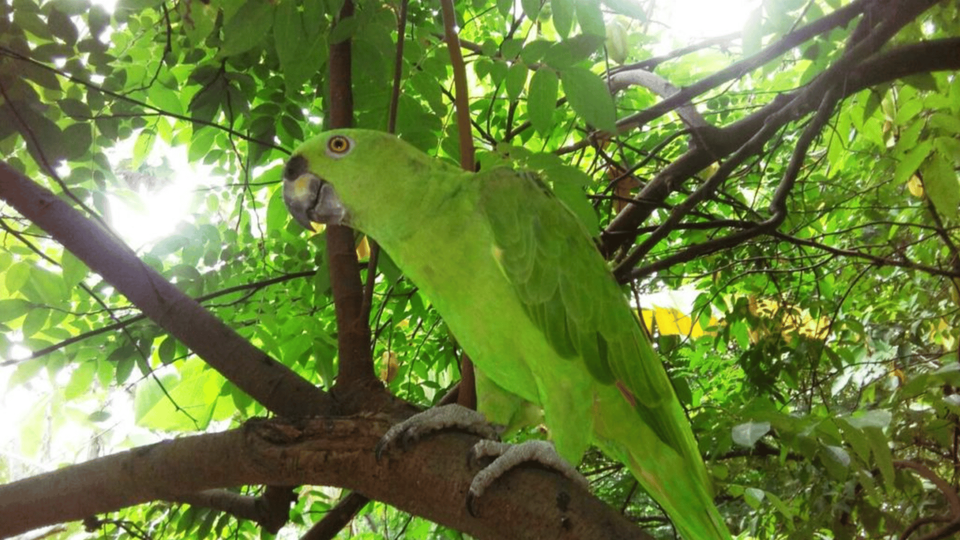 Chocoyo in Volcán Masaya