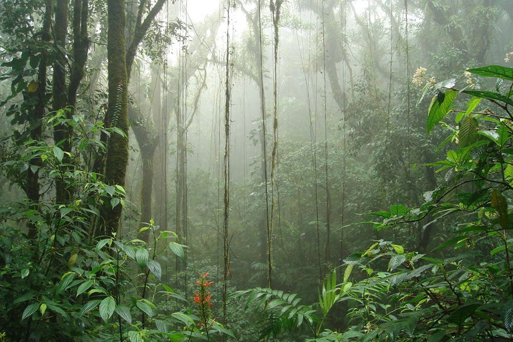 imagen de reserva natural en monteverde