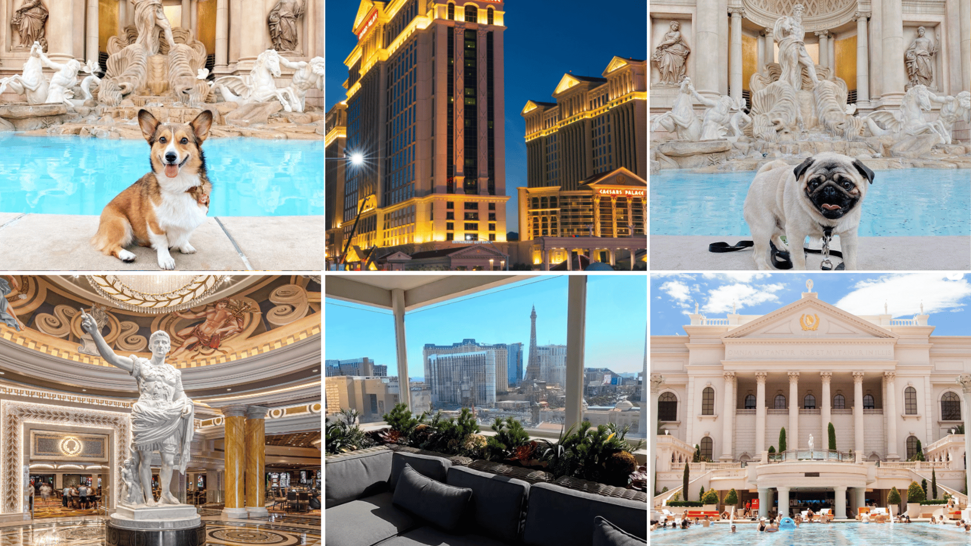 Hotel caesar Mascotas