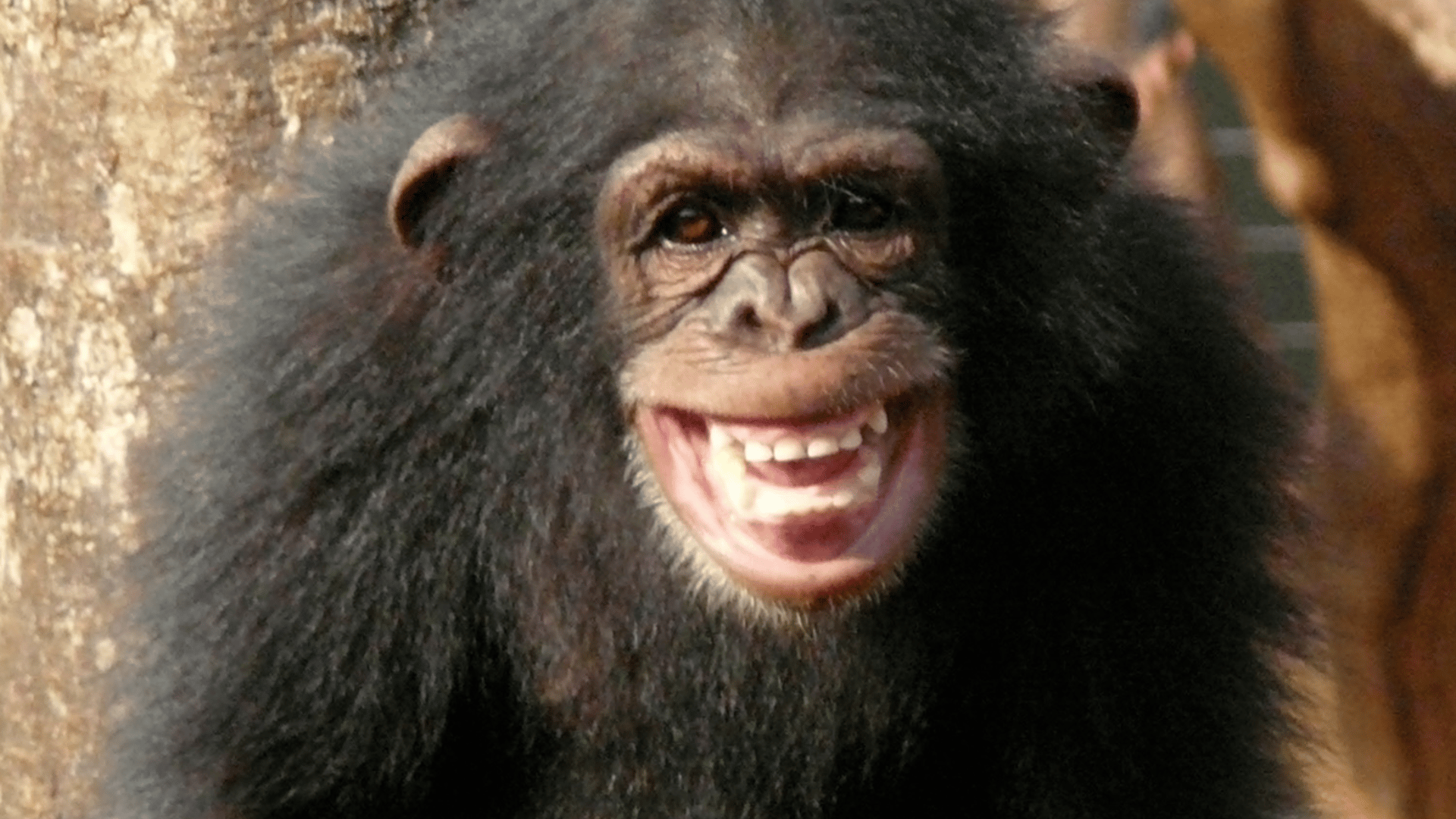 Chimpance