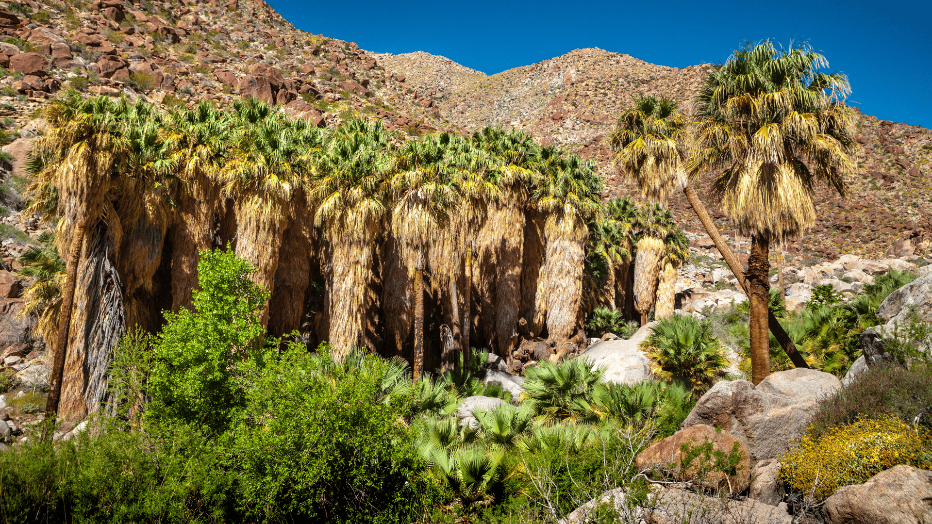 Anza Borrego