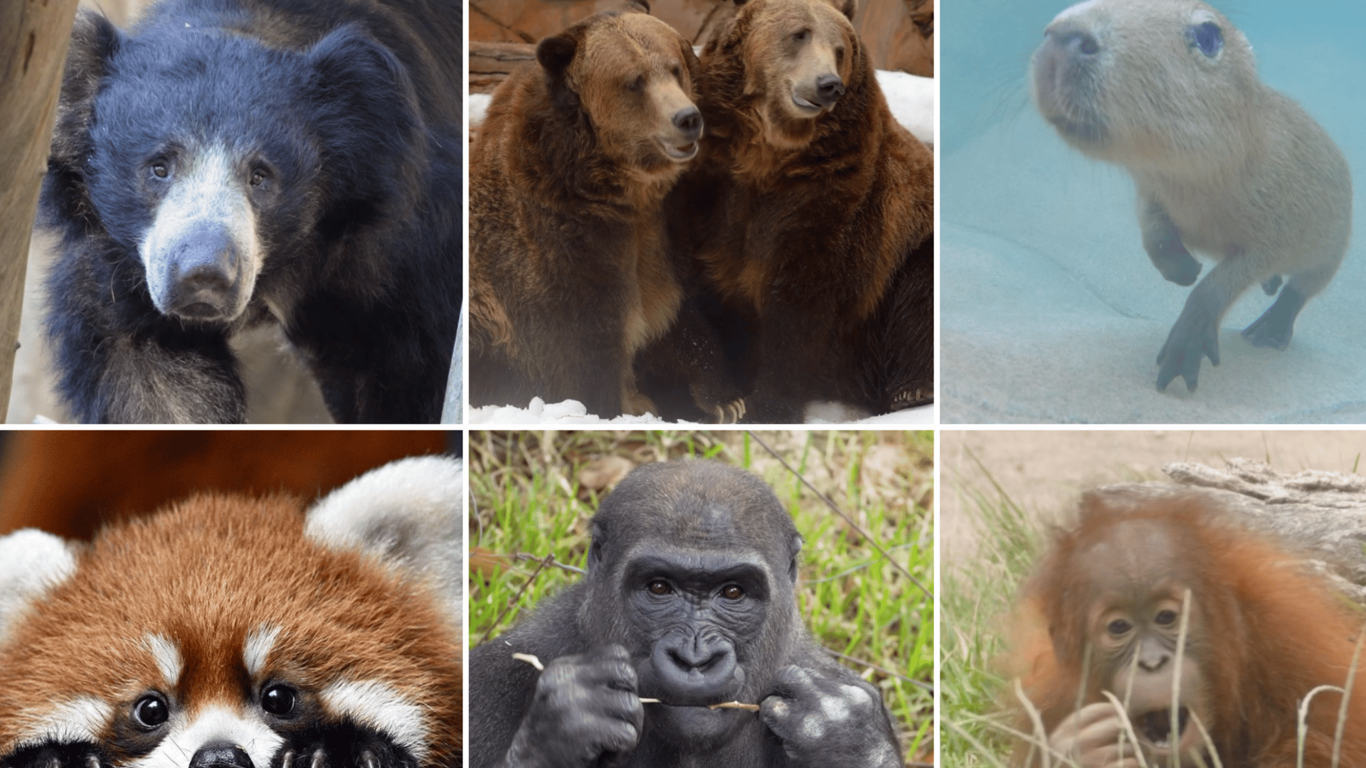 San Diego Zoo