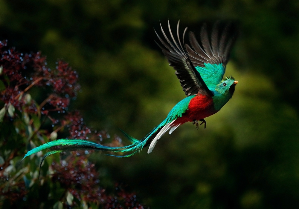imagen de quetzal en monteverde
