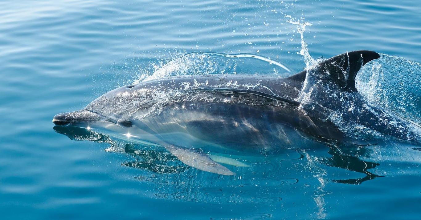 imagen de delfín en bocas del toro