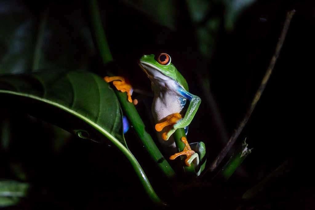 imagen de rana en monteverde de noche