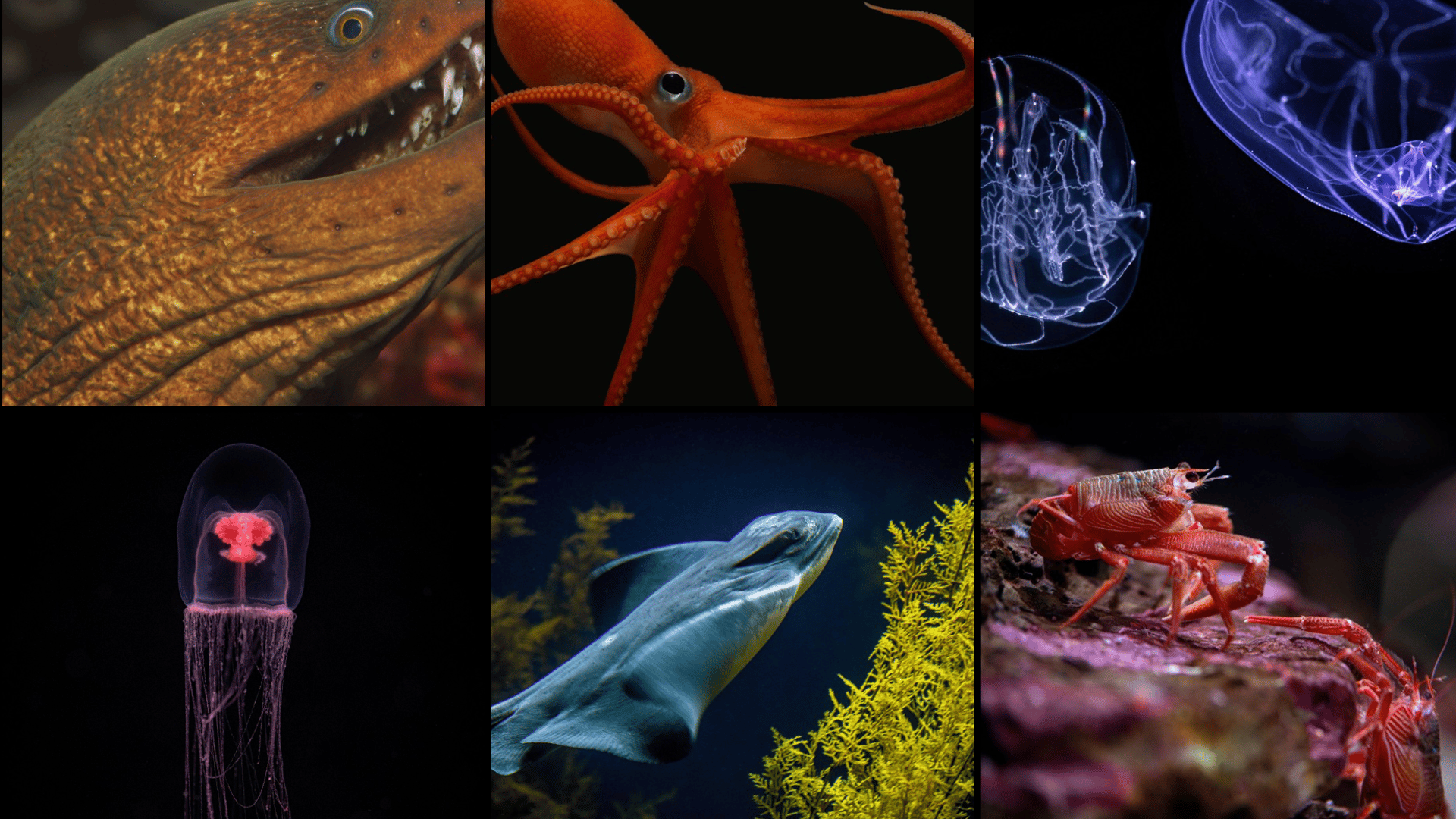 Acuario de la Bahía de Monterey