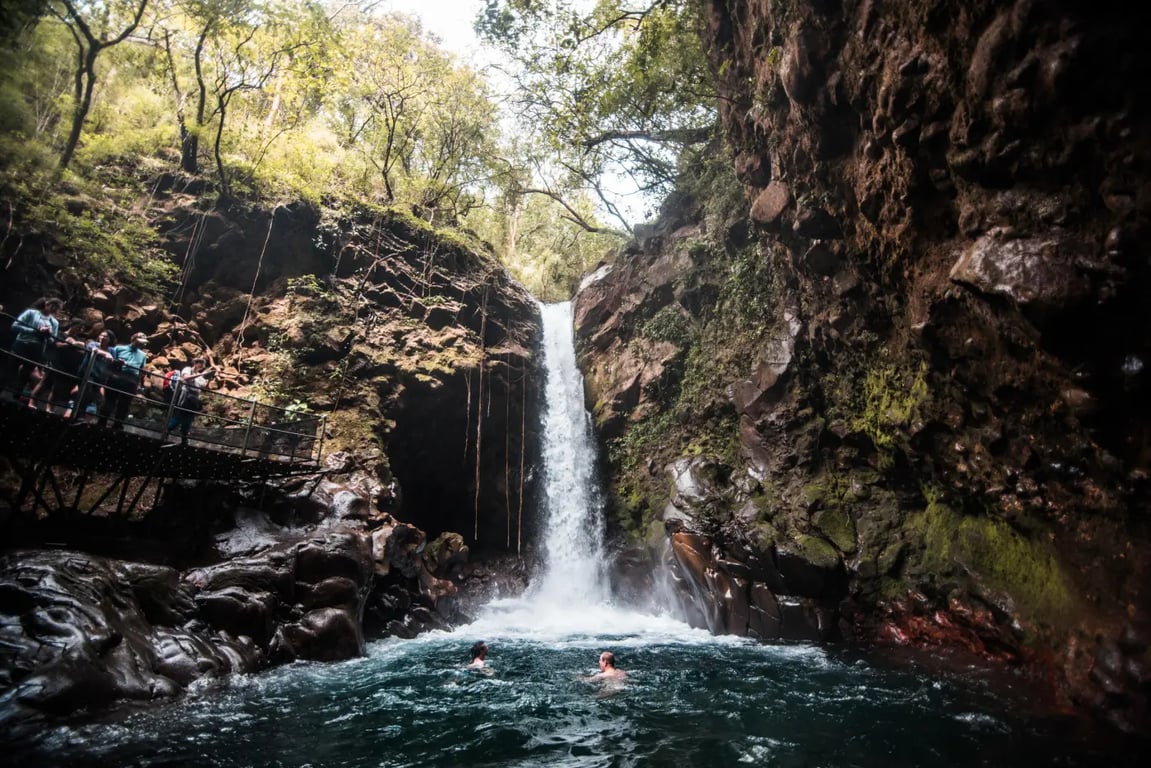 imagen de oropendola