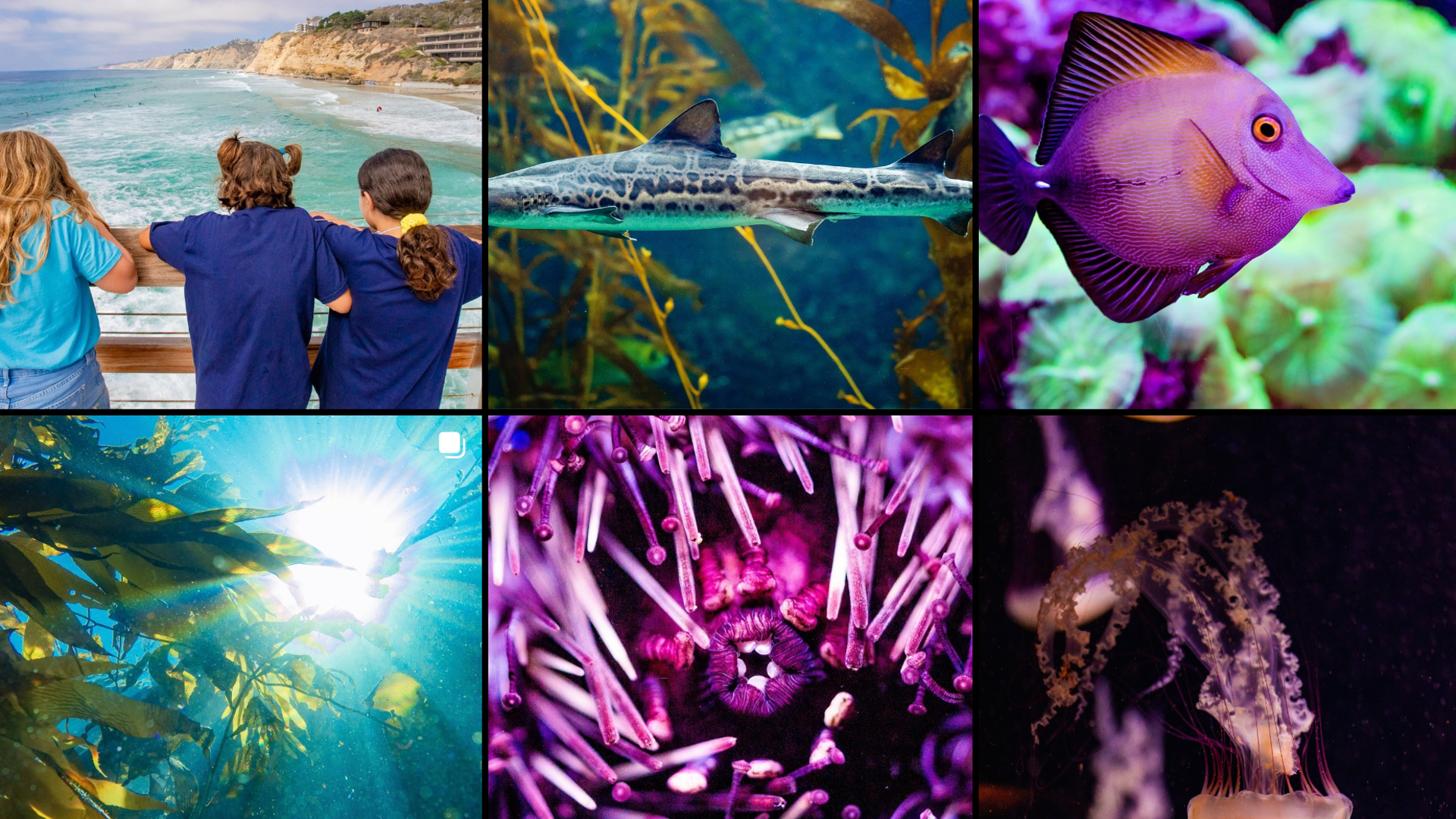 Birch Aquarium at Scripps