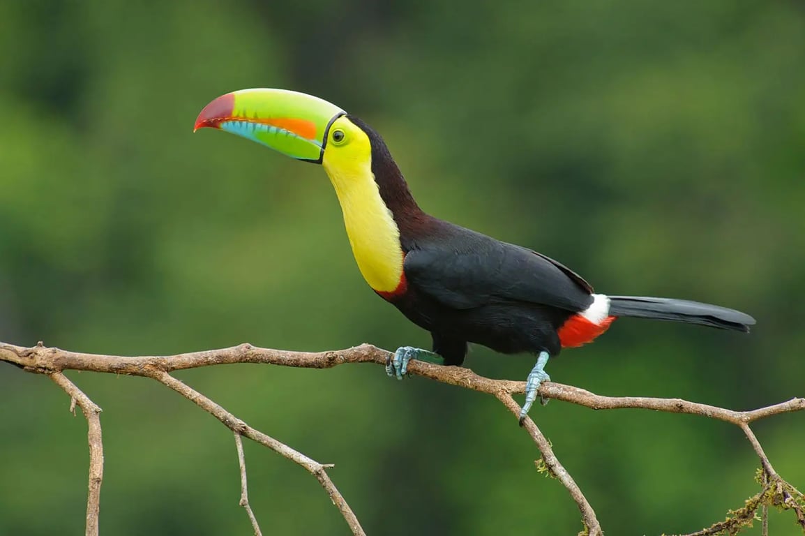 imagen de fauna de catarata la leona