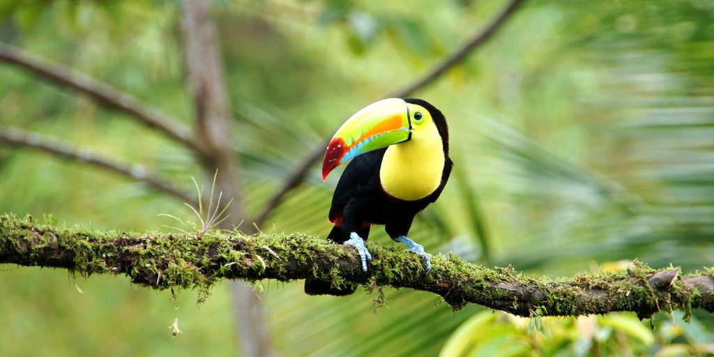 imagen de ave del parque nacional manuel antonio