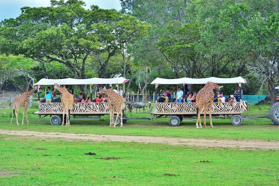 imagen de ponderosa