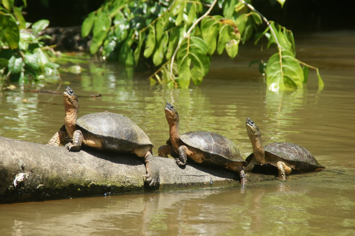 imagen de tortugas en parque nacional tortuguero