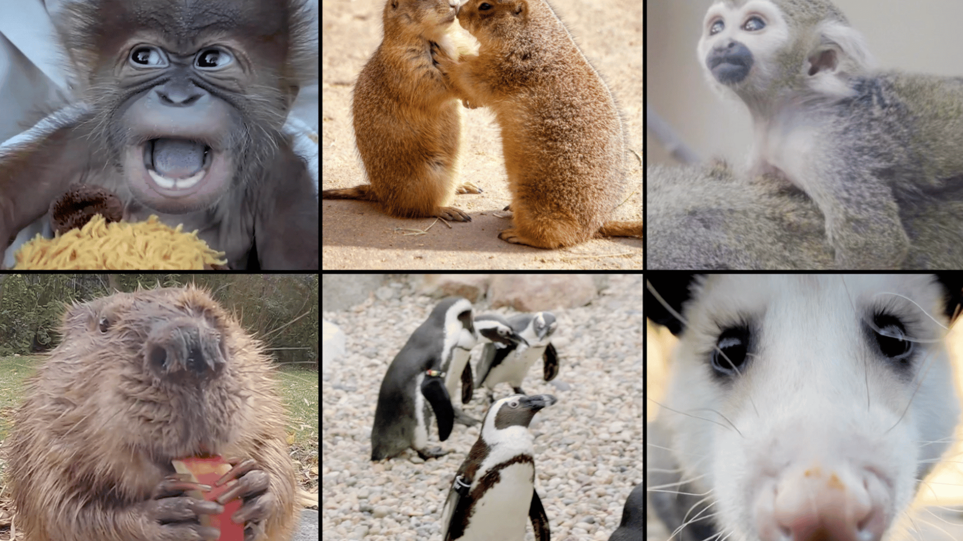 San Diego Zoo