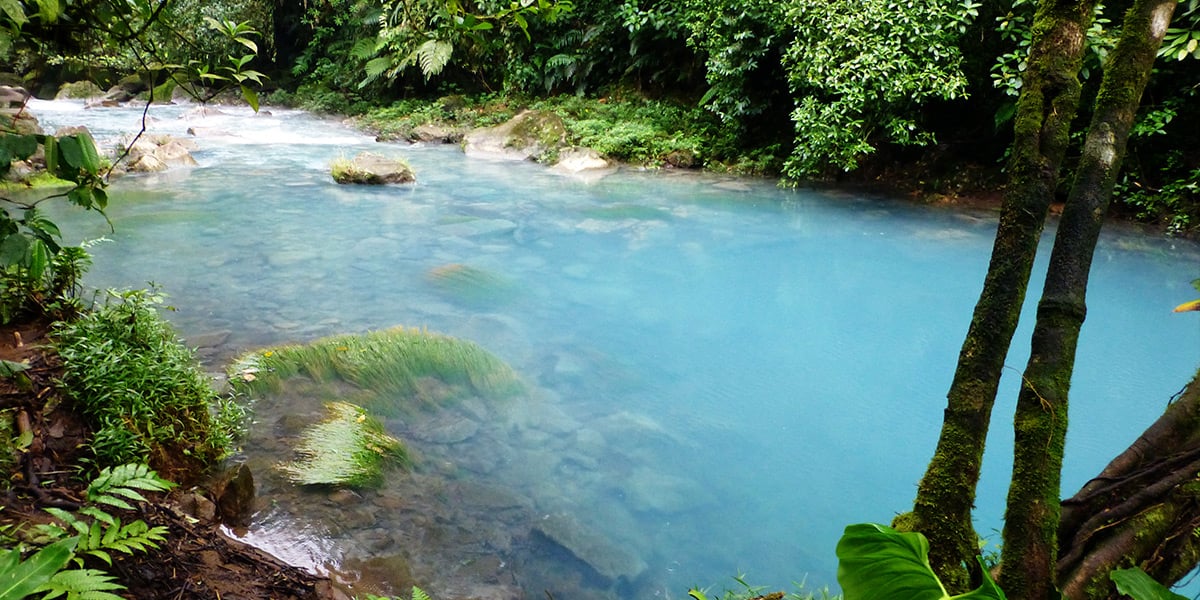 imagen de monteverde y su bosque nuboso
