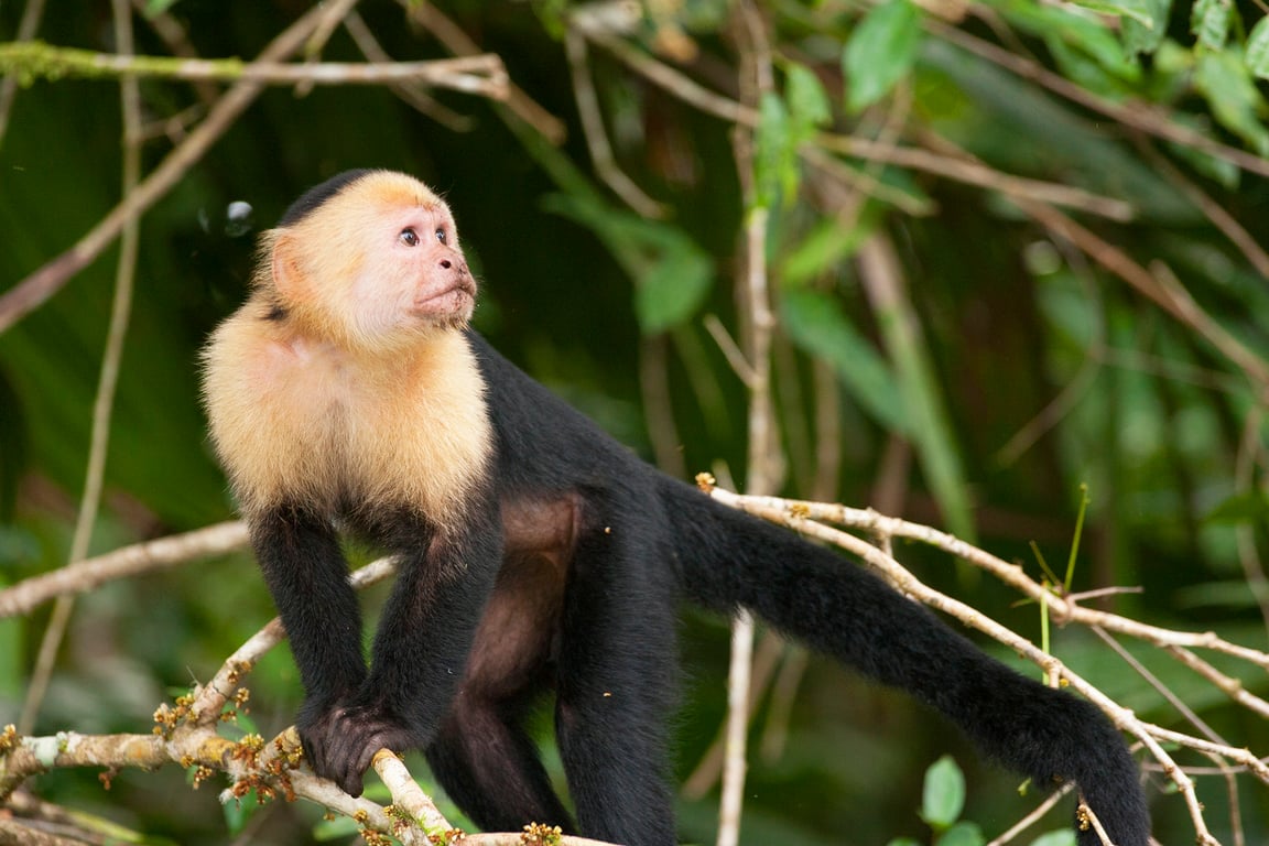 imagen de fauna de parque nacional tortuguero