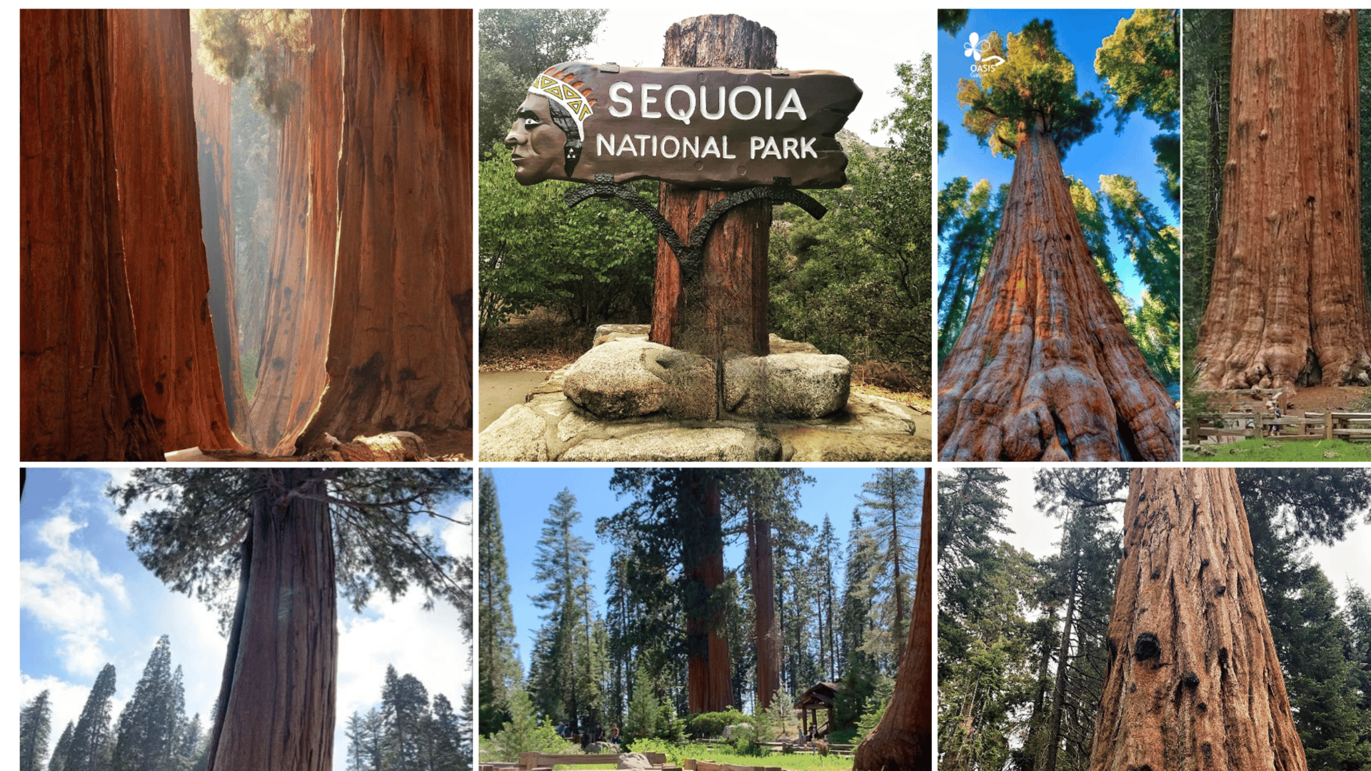 SEQUIOA National park