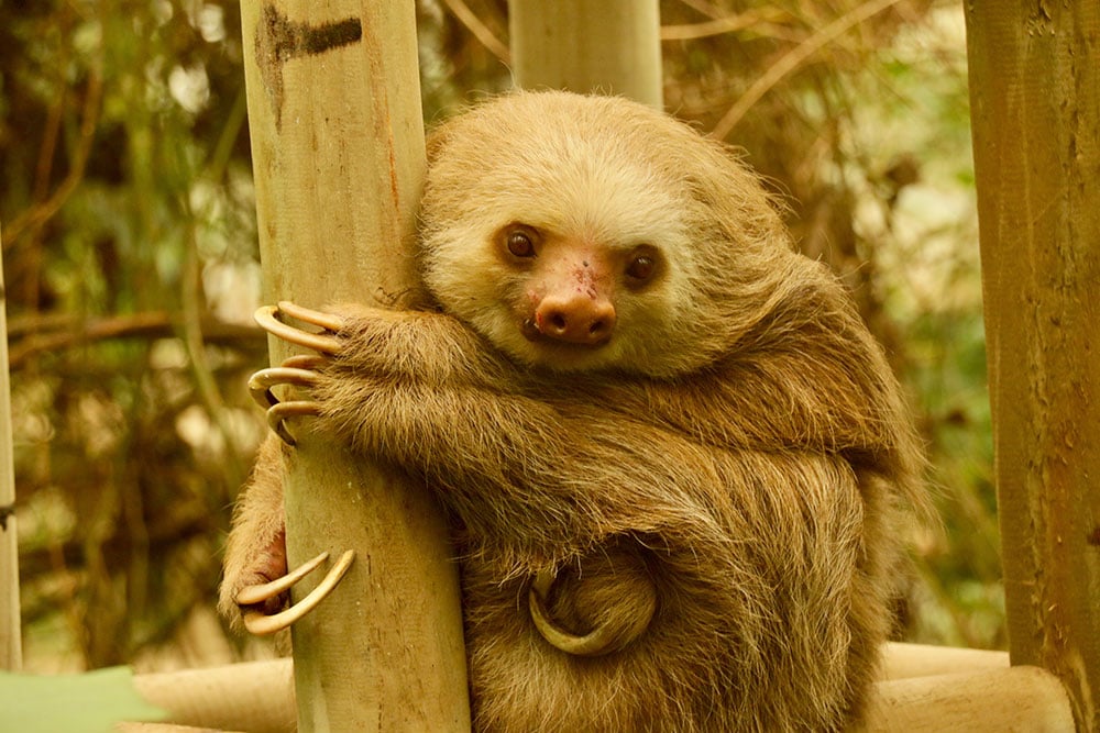 imagen de animal en monteverde